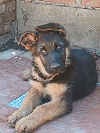 Vendita cucciolo di pastore tedesco