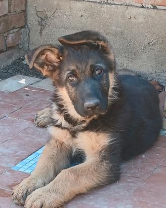 Vendita cucciolo di pastore tedesco