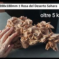 ROSA DEL DESERTO GRANDE