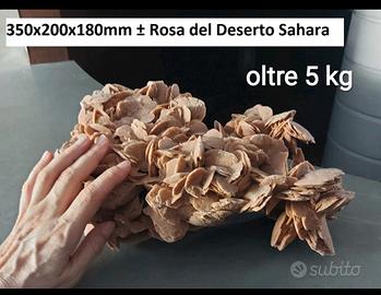 ROSA DEL DESERTO GRANDE