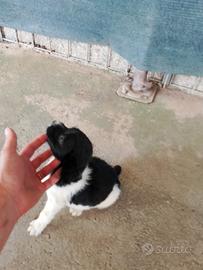 Cocker springer maschio