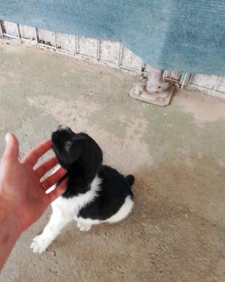 Cocker springer maschio