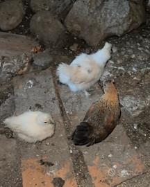 Gallo e gallinelle di razza nana