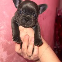 Bulldog francese blu