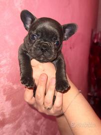 Bulldog francese blu