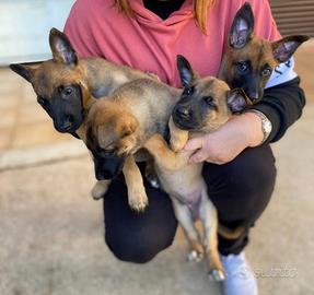 Cuccioli Pastore Belga