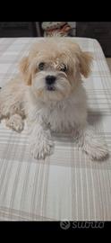 Cucciola di maltese