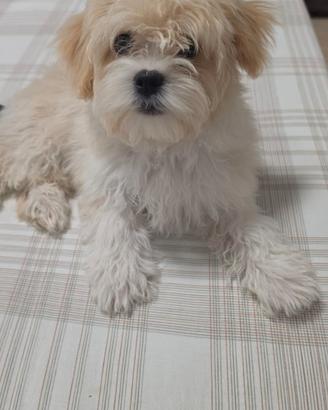 Cucciola di maltese