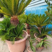 Piante da giardino di vari tipi 