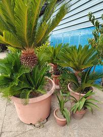 Piante da giardino di vari tipi 