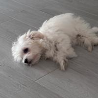 Cucciola di maltese
