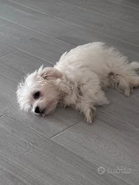 Cucciola di maltese