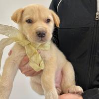 Cuccioli in adozione vaccinati cane