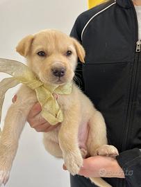 Cuccioli in adozione vaccinati cane