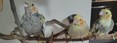 Calopsite 40 giorni allevati a mano