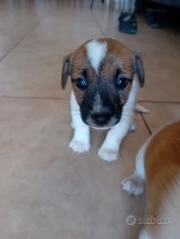 Jack Russel maschio