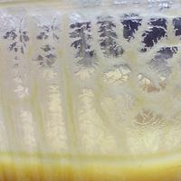 Microworms e Bananaworms per acquario