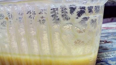 Microworms e Bananaworms per acquario