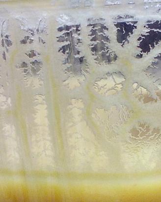 Microworms e Bananaworms per acquario