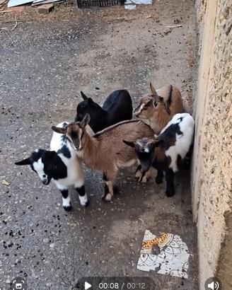 Caprette nane tibetane