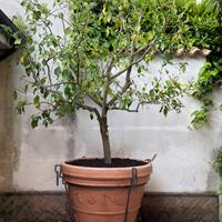 Limone