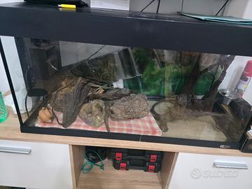 acquario 