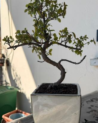 Bonsai Ciliegio Cinese