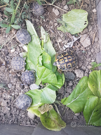 Testuggine H E R M A N N I