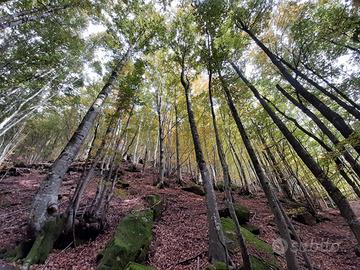 100 ettari di bosco appenninico