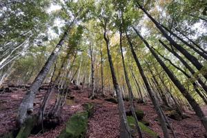 100 ettari di bosco appenninico
