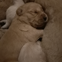 Golden retriever cucciolata selezionata