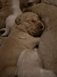 Golden retriever cucciolata selezionata