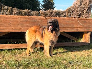 Leonberger maschio (accoppiamento)