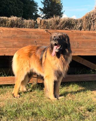 Leonberger maschio (accoppiamento)