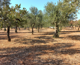 Terreno agricolo uliveto. 7 km da Capurso