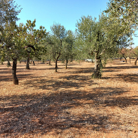 Terreno agricolo uliveto zona Cellamare