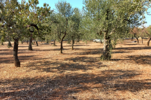Terreno agricolo uliveto zona Cellamare