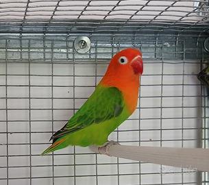 Agapornis inseparabile fischer