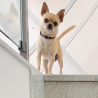 Chihuahua maschio