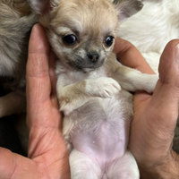 Cuccioli di chiwawa pelo lungo