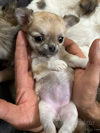 Cuccioli di chiwawa pelo lungo