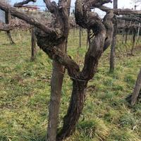 tronchi di vite centenaria ornamentali