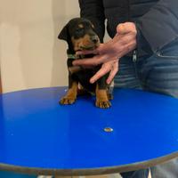 Cuccioli di dobermann
