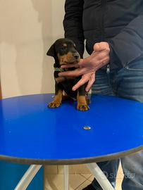 Cuccioli di dobermann