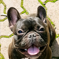 Bouledogue Francese Bringee