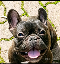 Bouledogue Francese Bringee