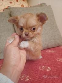 Cucciola di chihuahua mini pelo lungo
