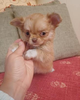 Cucciola di chihuahua mini pelo lungo