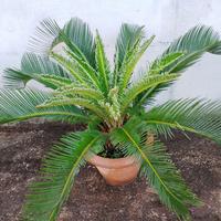 Pianta cycas