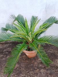 Pianta cycas